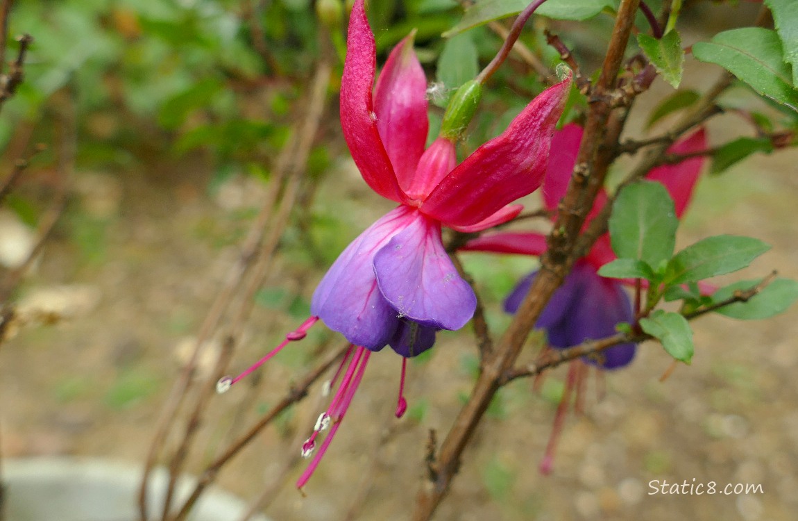 Purple and pink Fuchsia blooms