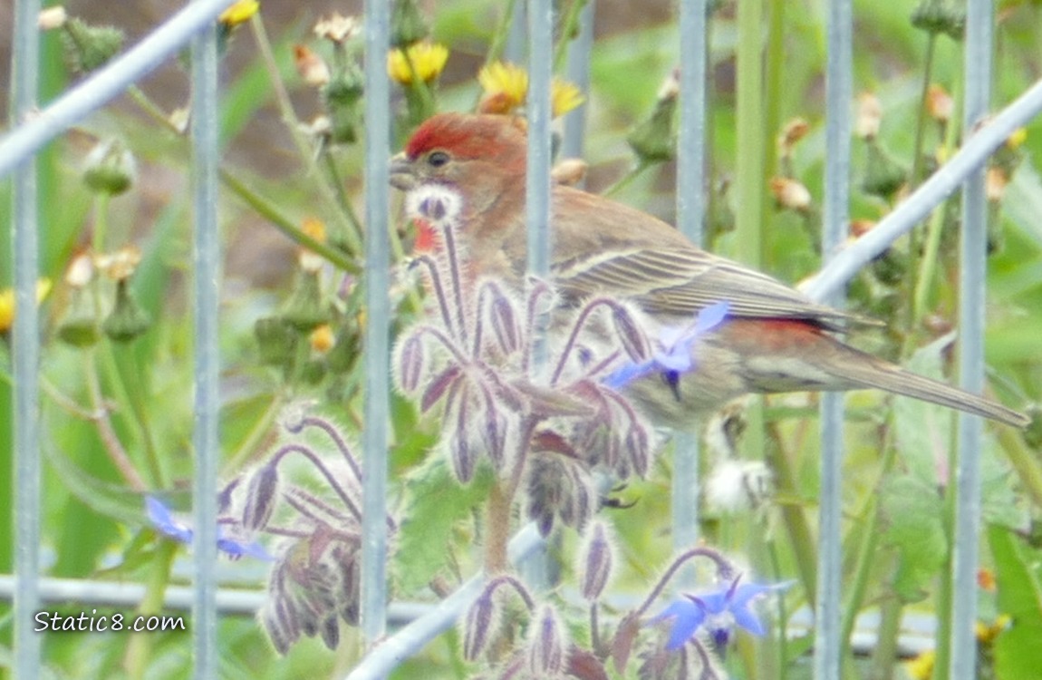 House Finch standing on a wire trellis behind blooming Borage