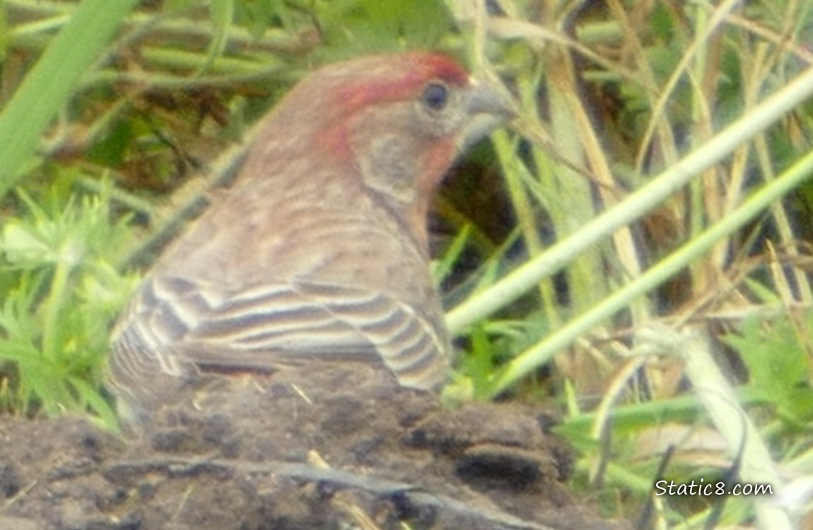 House Finch standing on the ground behind a pile of dirt