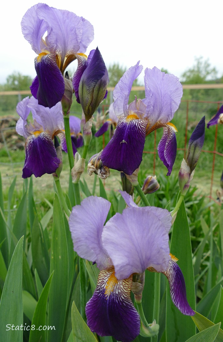 Purple and lavender Iris blooms in front of grey sky