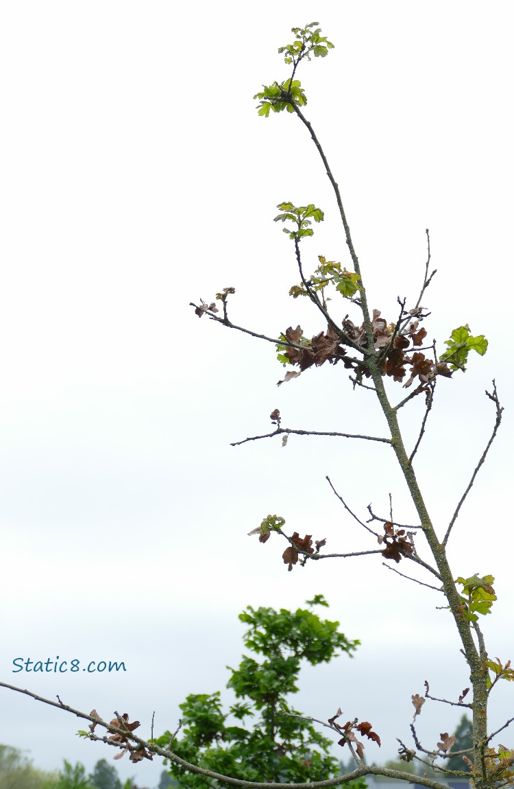 Oak sapling with new leaves