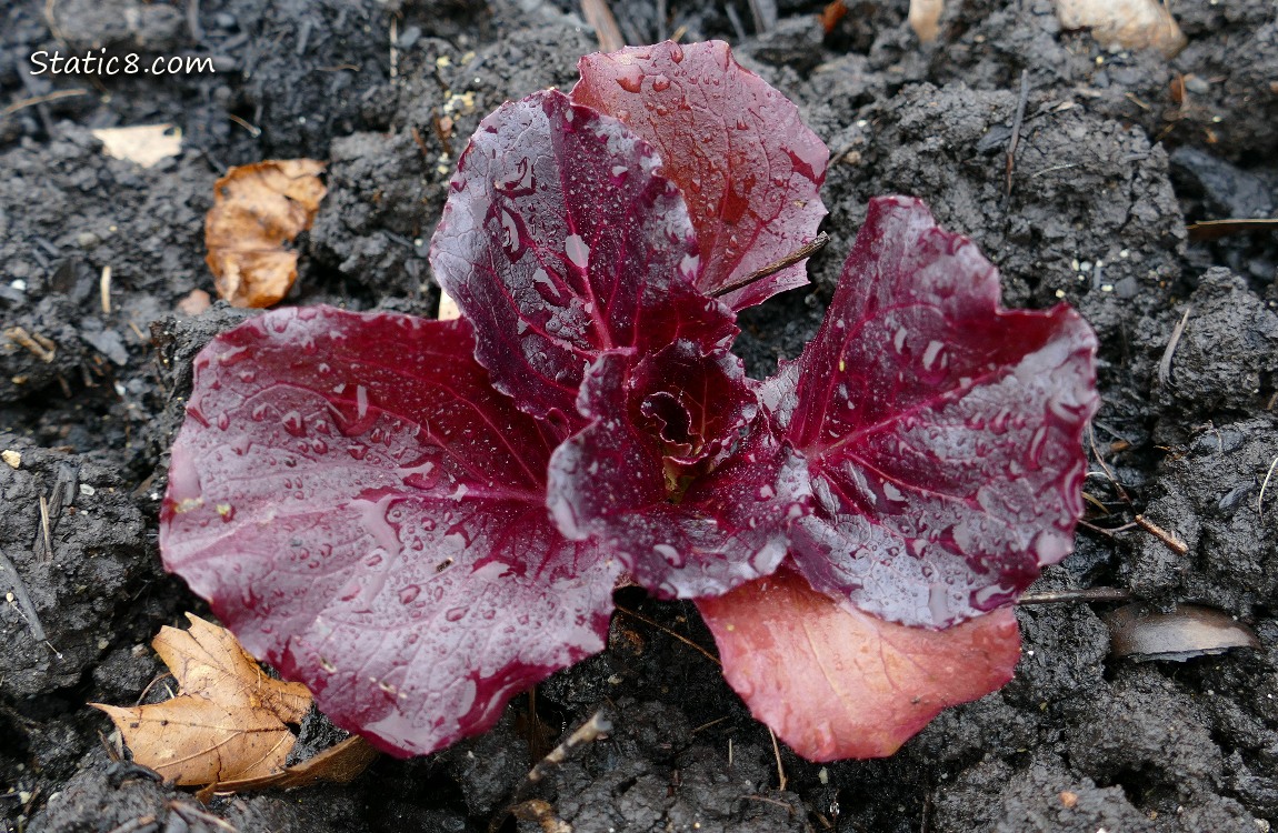 Small Purple Lettuce growing in the dirt