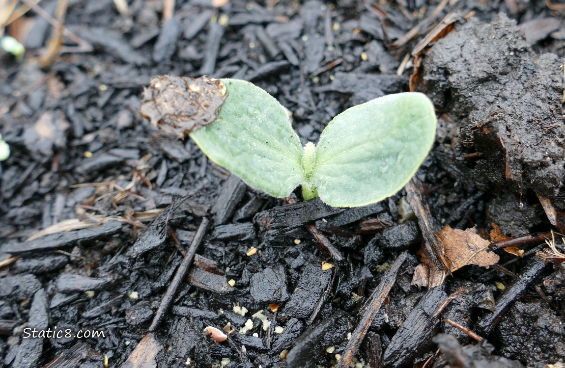 Squash seedling growing in the dirt