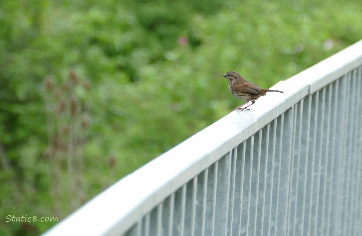 Song Sparrow standing on a metal railing