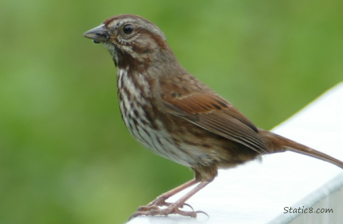 Song Sparrow standing on a metal railing