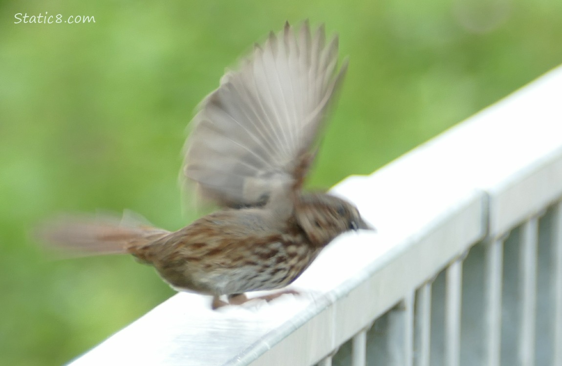 Song Sparrow flies away from the metal railing