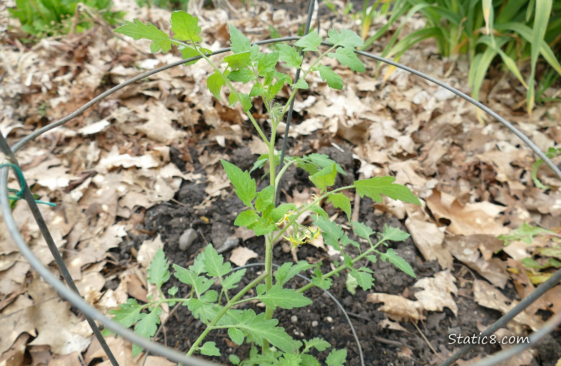 Tomato plant with a tomato cage, growing in the dirt