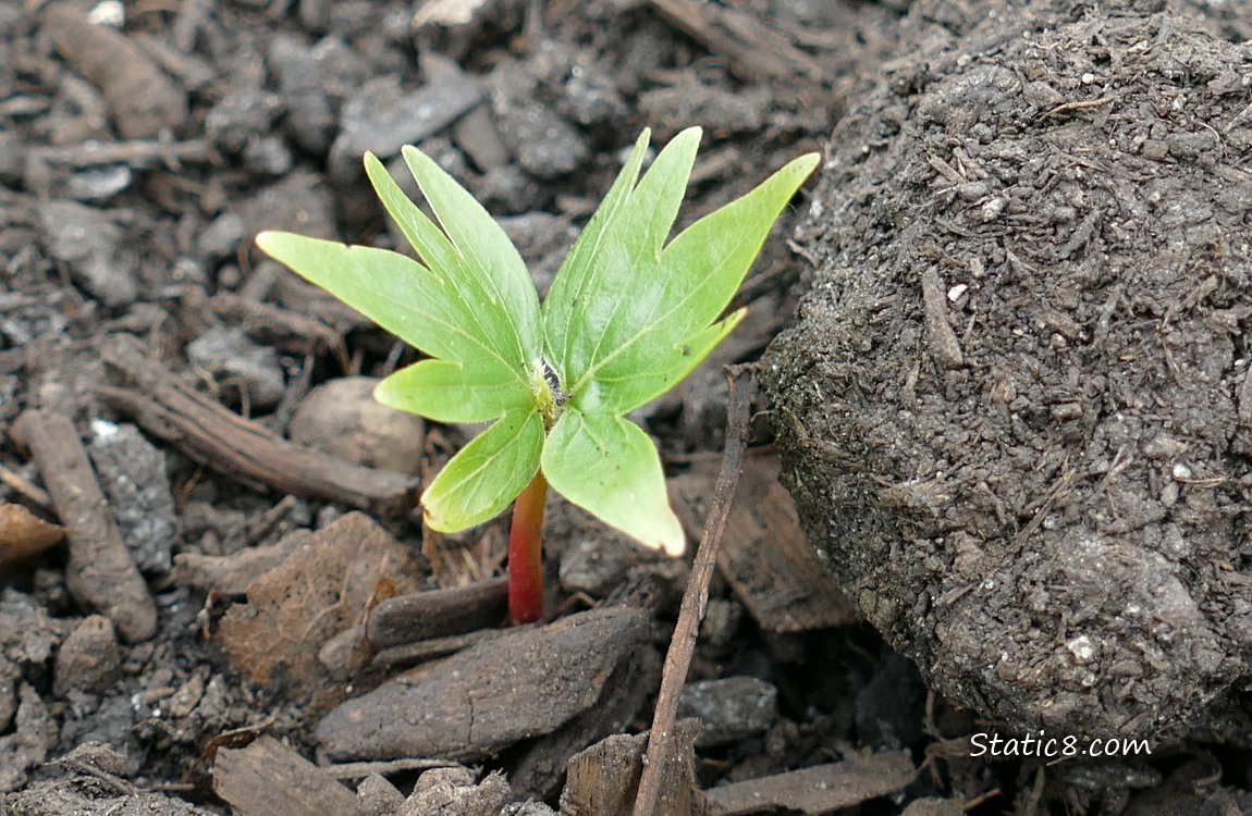Unknown seedling with interesting leaves, growing in the dirt