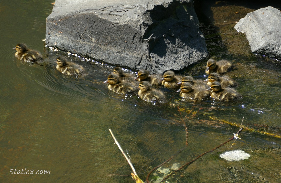 12 ducklings paddling in the water