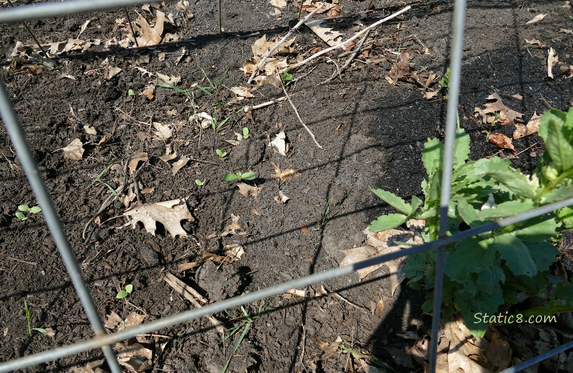 Seedlings coming up in the dirt, past a wire trellis