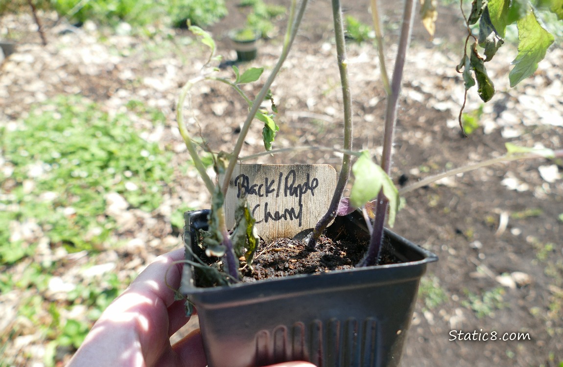 Hand holding a veggie start in a black nursery pot