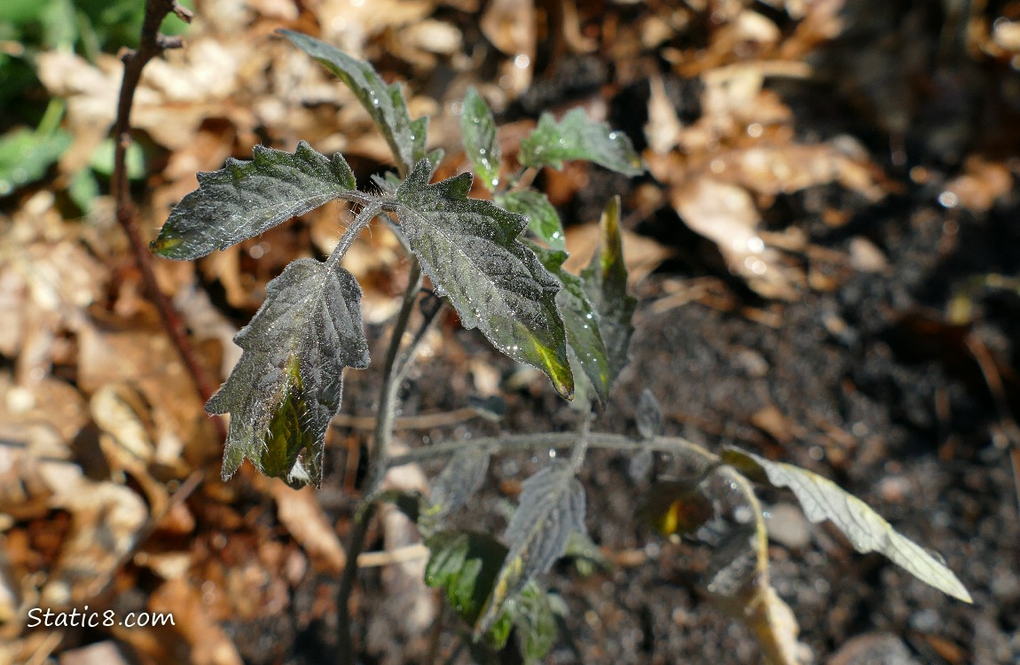 Dark coloured tomato leaves