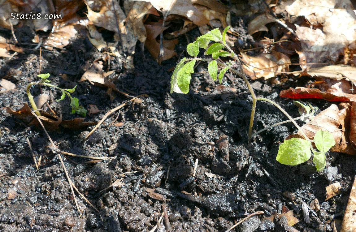 Tomato seedlings in the dirt