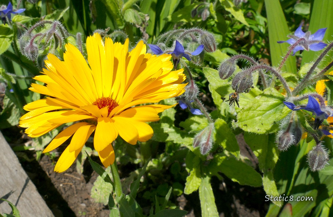 Calendula bloom with Borage blooms