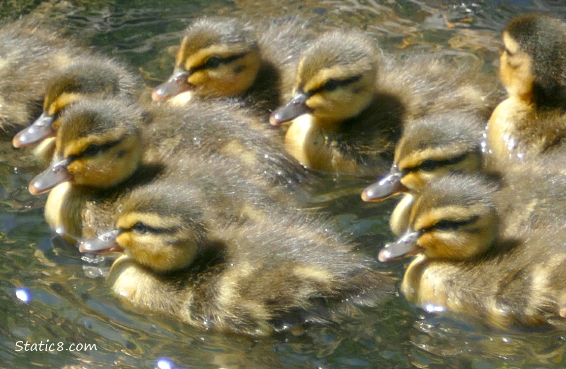 Close up of ducklings paddling on the water