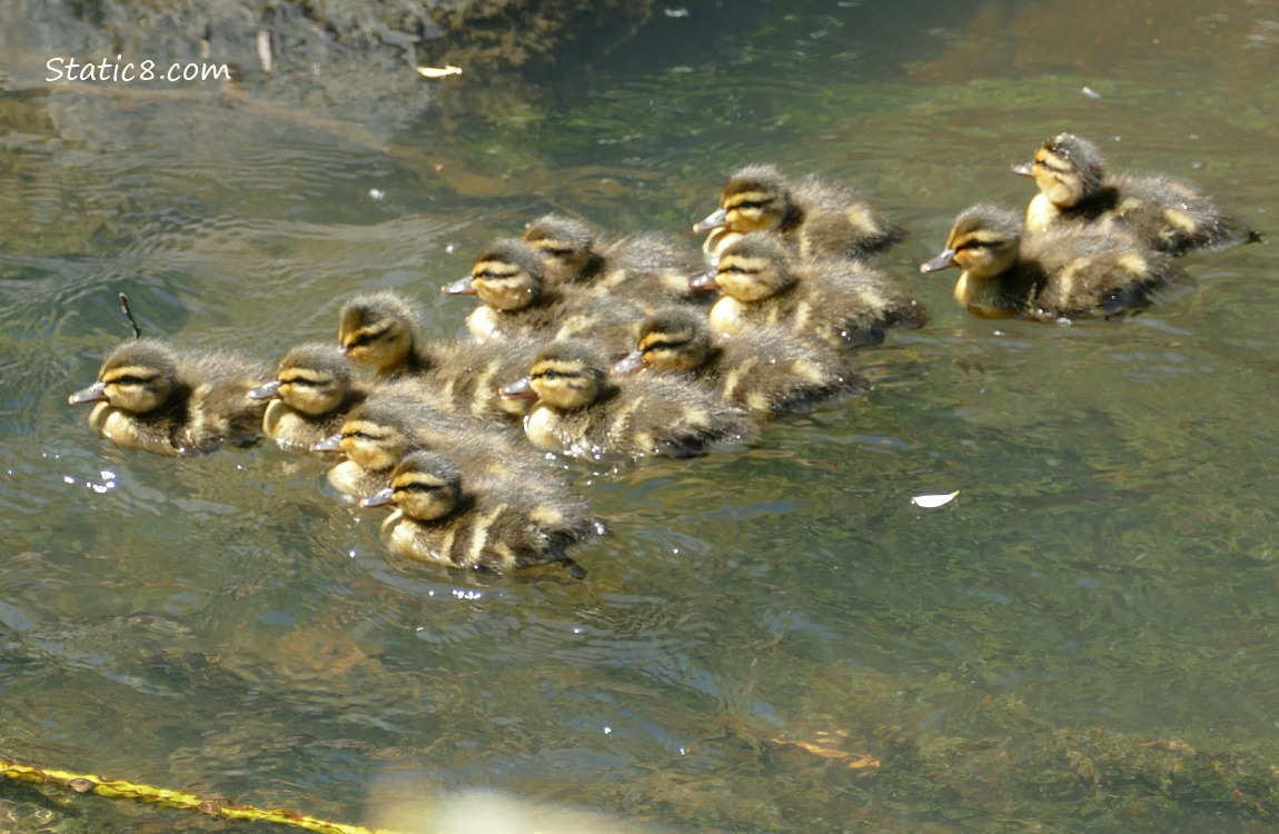 13 ducklings paddling on the water