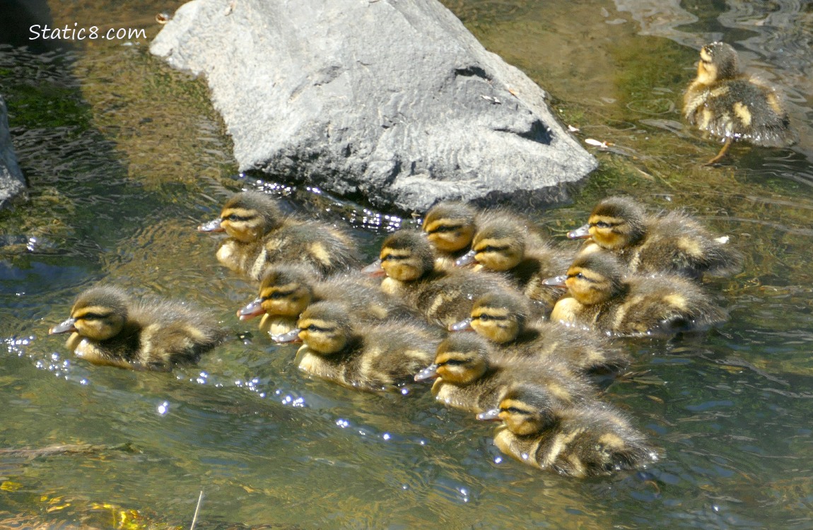 13 ducklings paddling on the water
