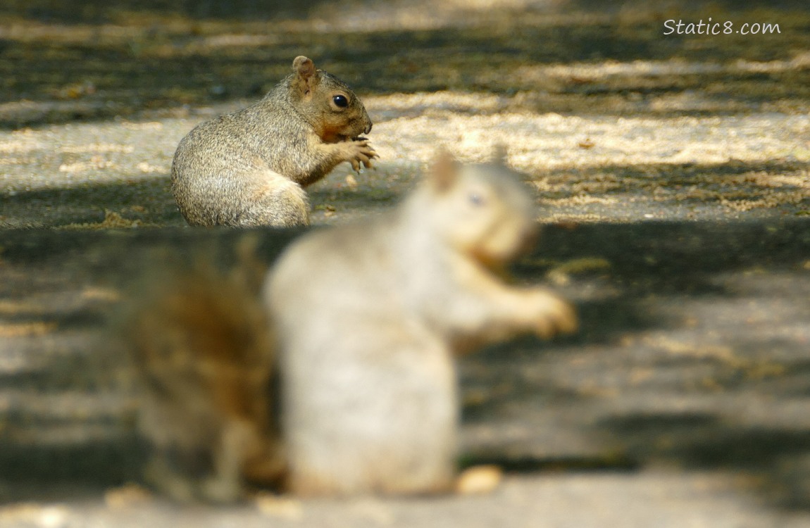 Two squirrels standing on the sidewalk eating nuts