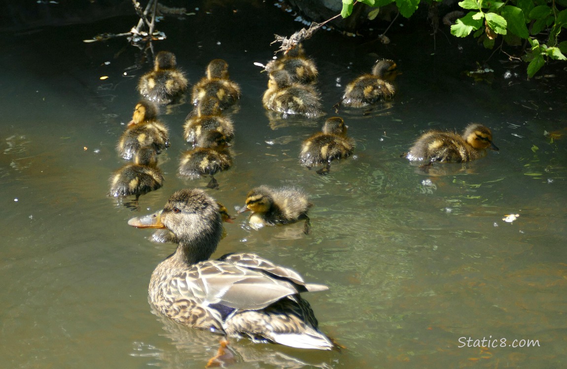 Mama Mallard with 13 ducklings paddling on the water