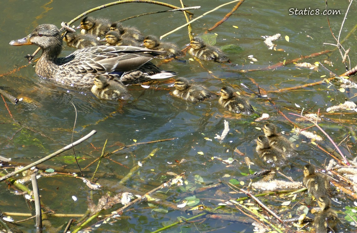 Mama Mallard with 13 ducklings paddling in the water
