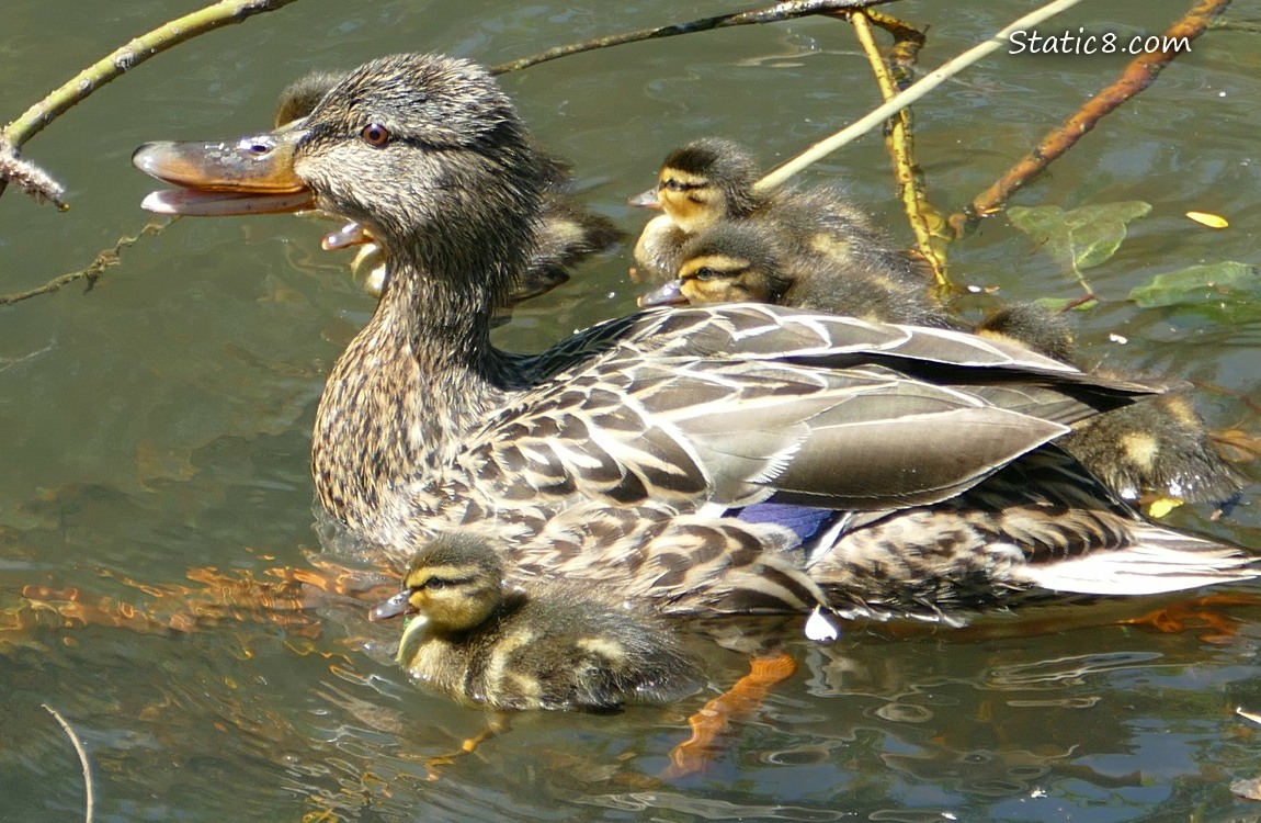 Mama Mallard surrounded by ducklings, paddling on the water