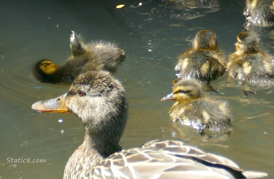Mama Mallard with ducklings, paddling on the water