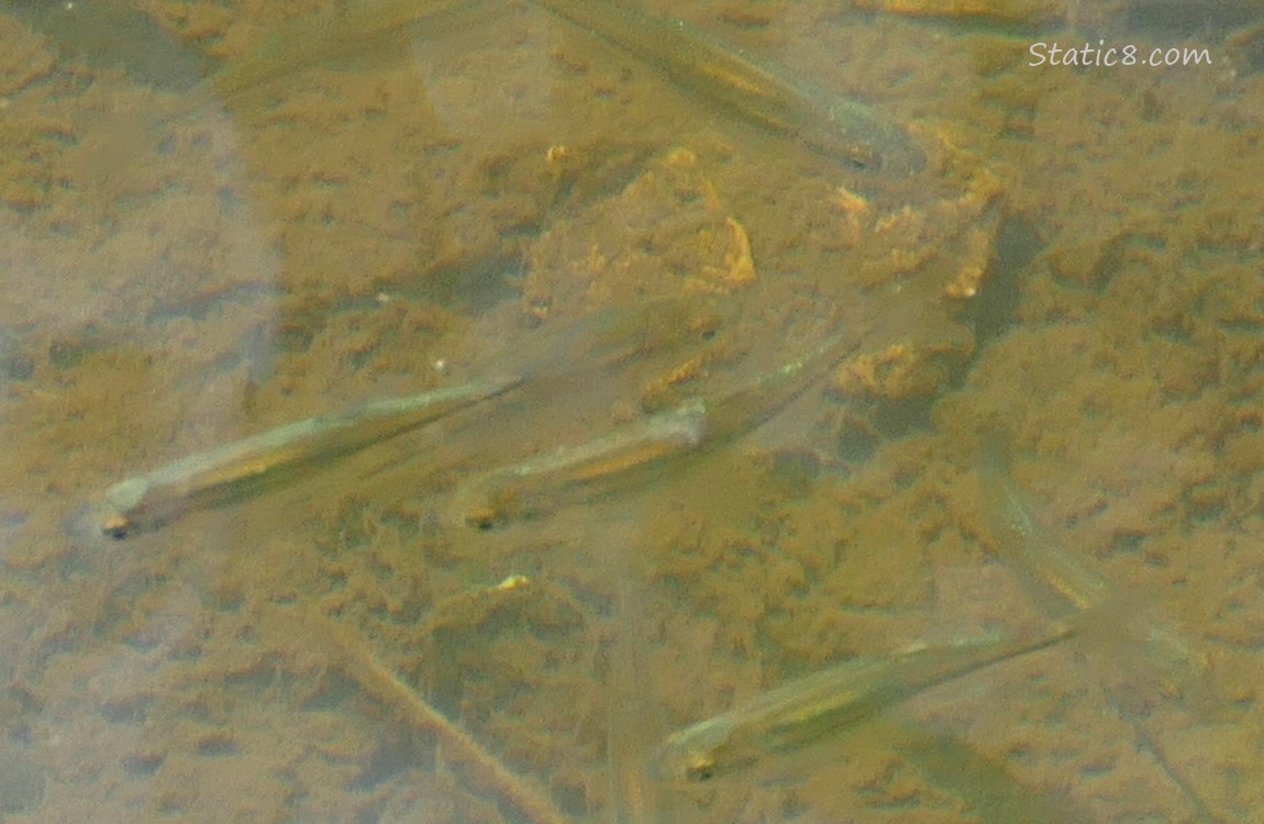 Minnows swimming in water
