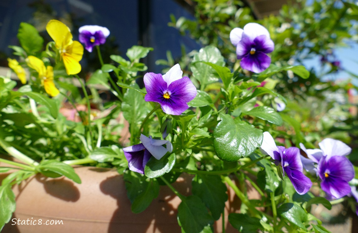 Purple Pansies and Yellow Pansies