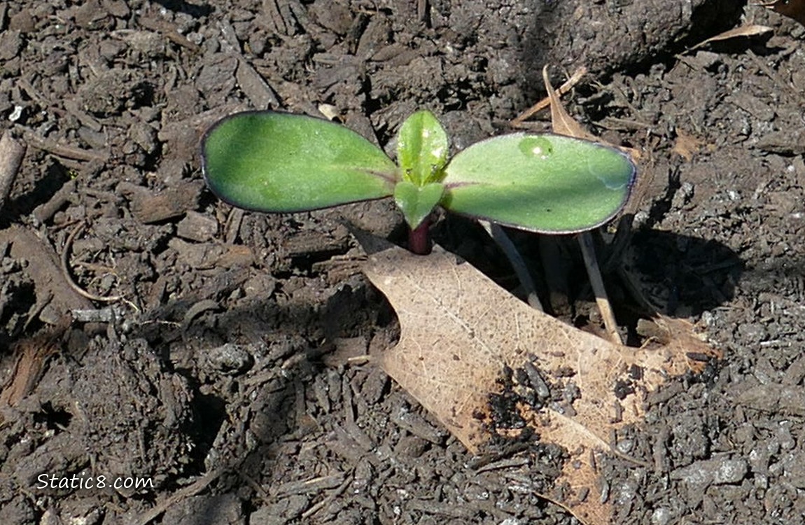 Sunflower seedling growing in the dirt