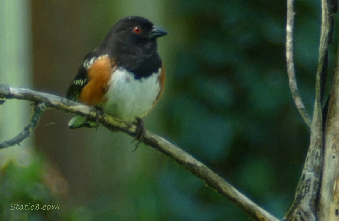 Spotted Towhee standing on a bare stick