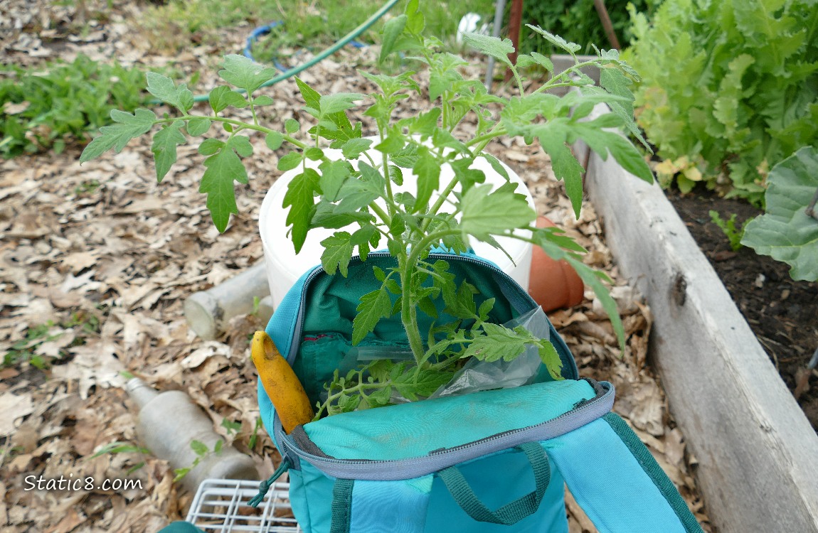 Tomato plant sticking out of a blue backpack