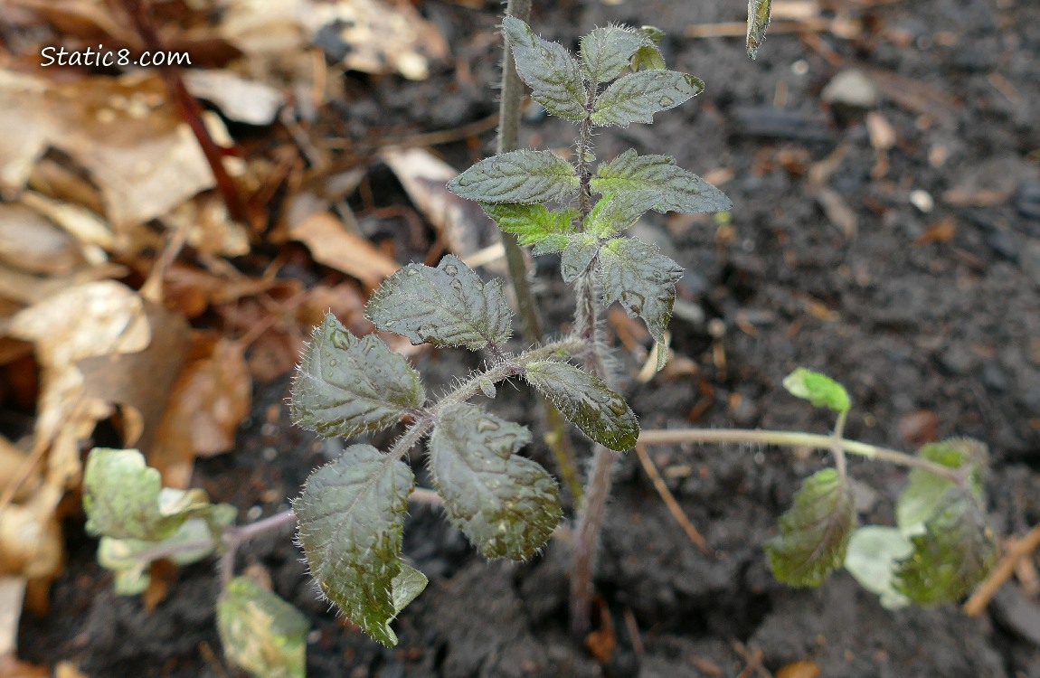 Tomato plant with dark leaves