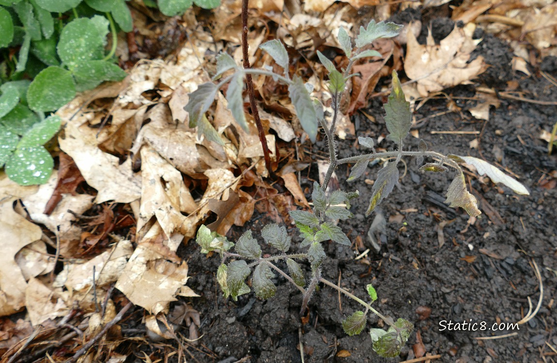 Tomato seedlings growin in the dirt