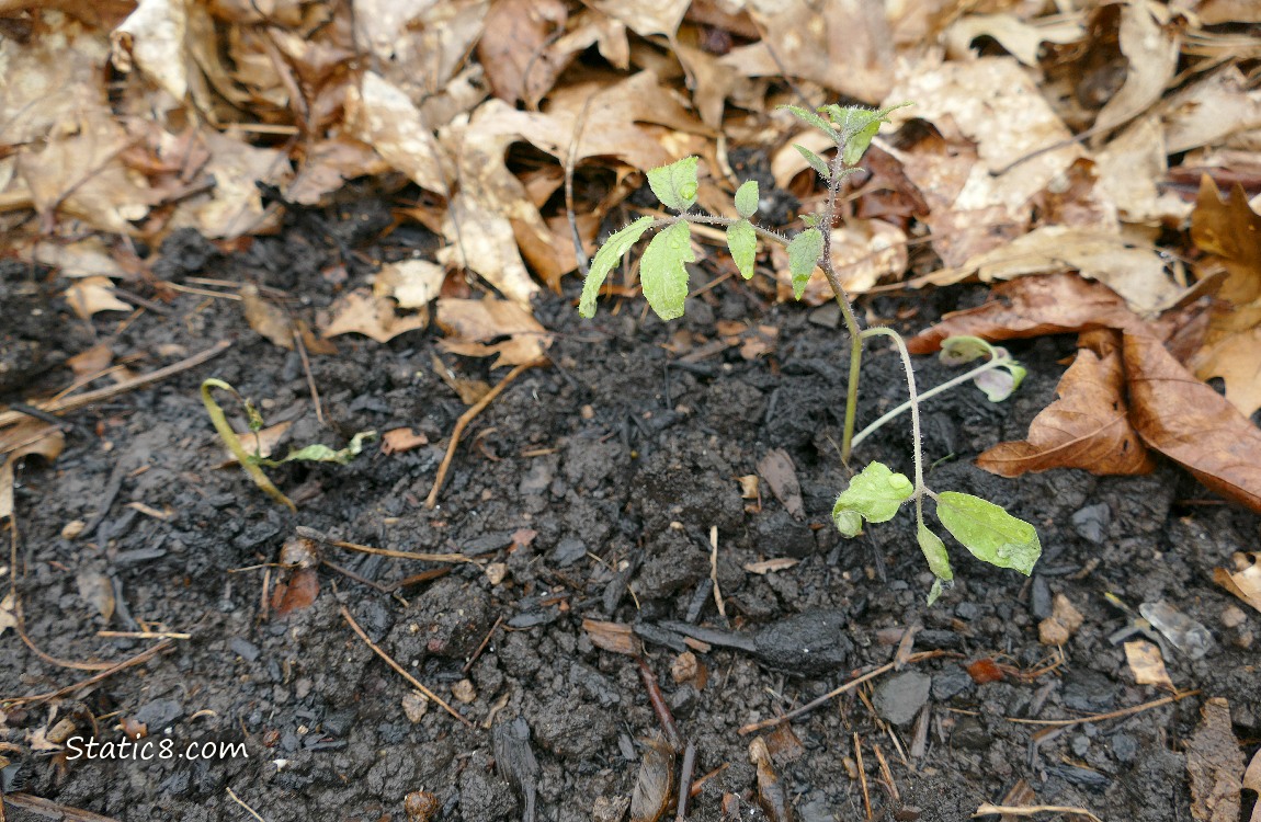 Tomato seedling growing in the dirt