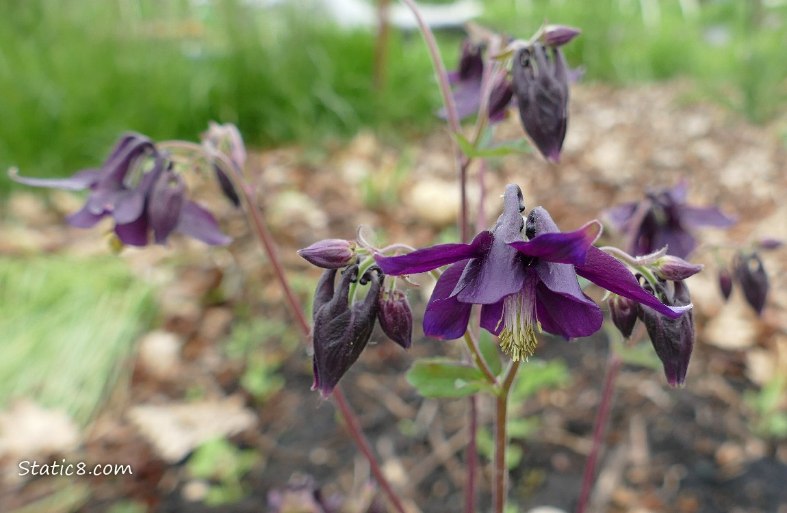 Purple Columbine blooms