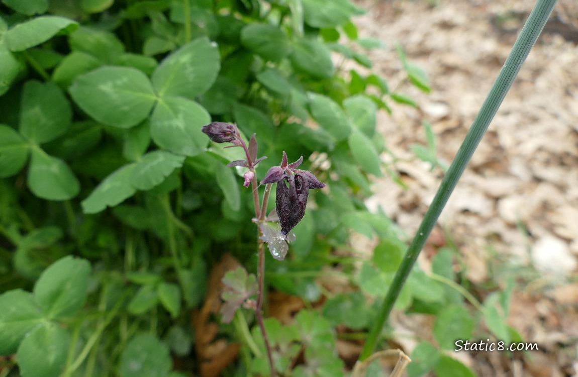 Columbine buds in front of clover leaves