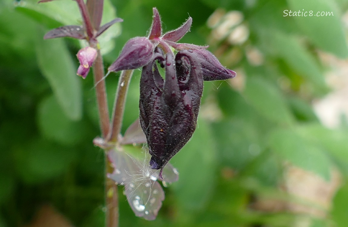 Close up of a purple Columbine bloom