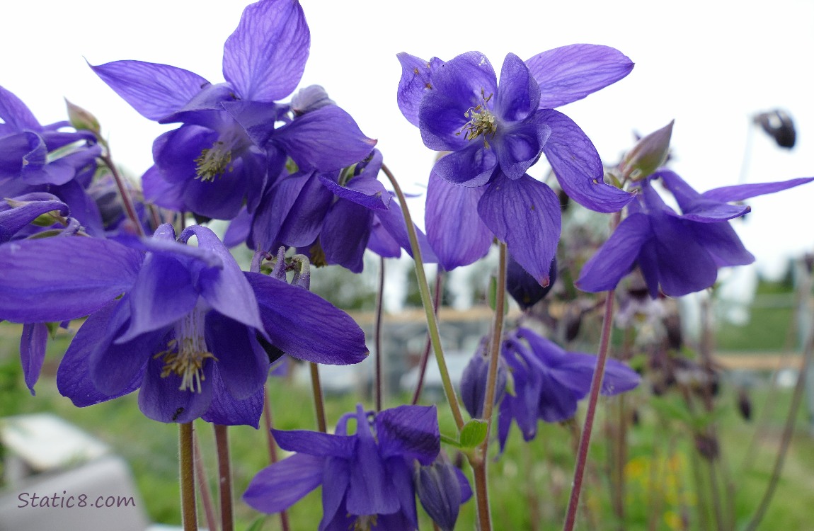 Purple Columbine blooms with grey sky