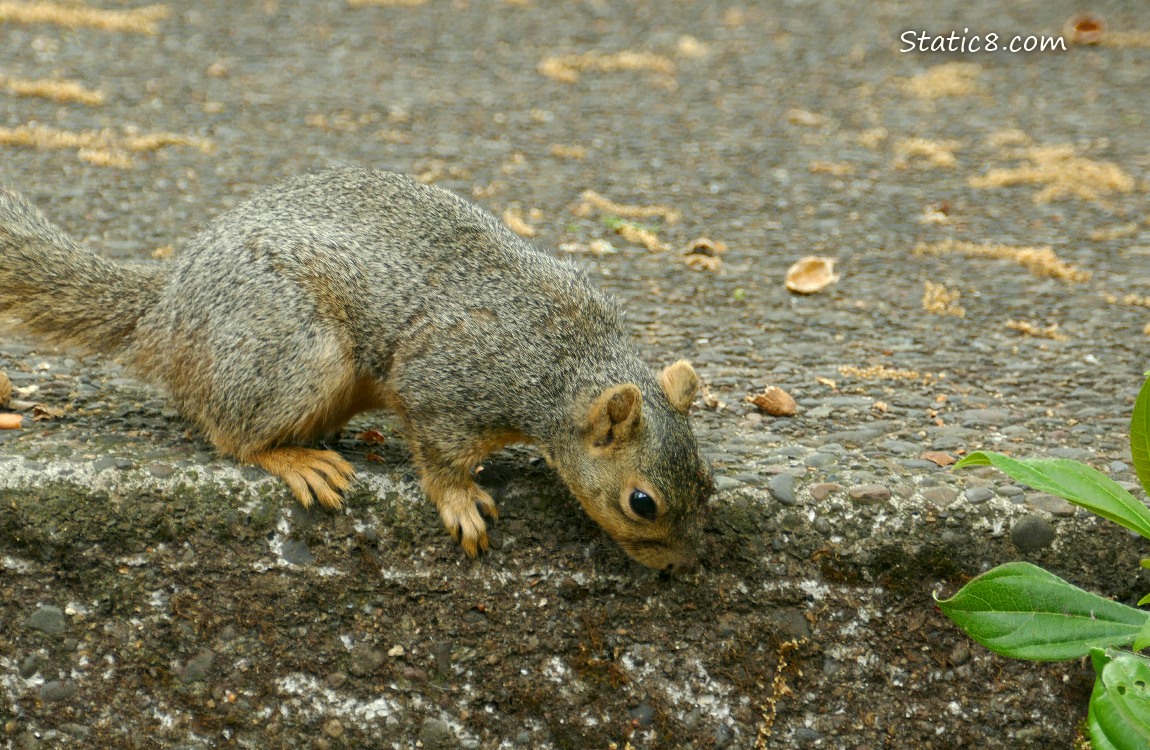 Squirrel about to jump down from a sidewalk step