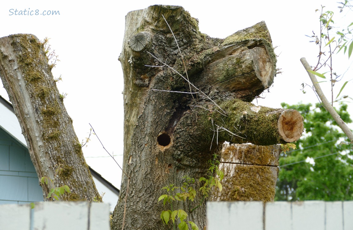 Woodpecker hole in a tall tree stump