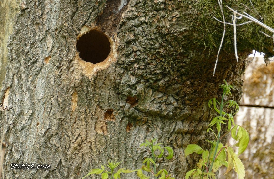 Woodpecker hole in a tree trunk