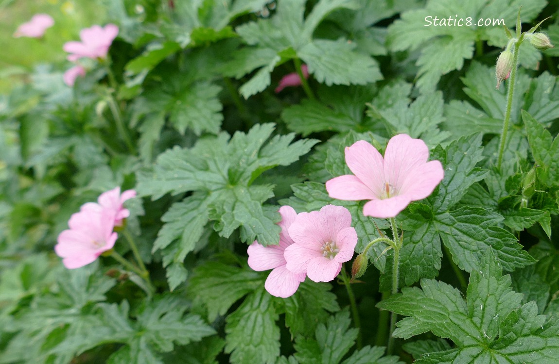 Pink Geranium blooms surrounded by green leaves