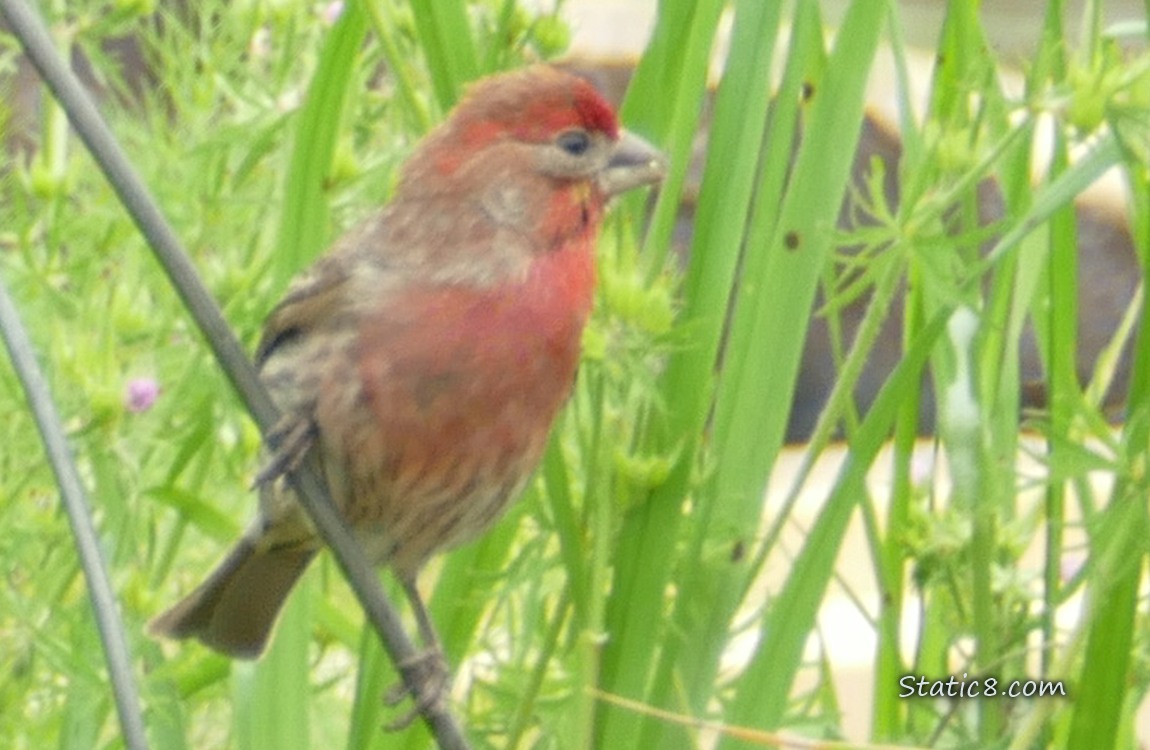 House Finch standing on a wire tomato cage with grass behind