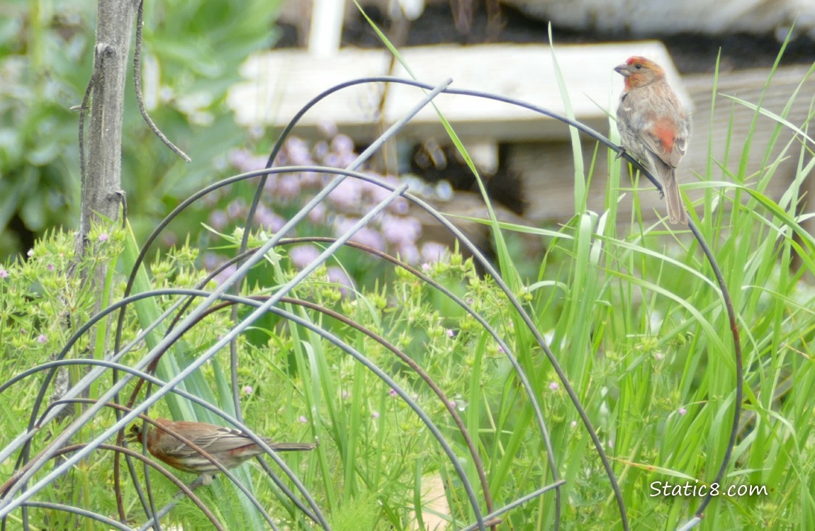 Two House Finches standing on stacked tomato cages