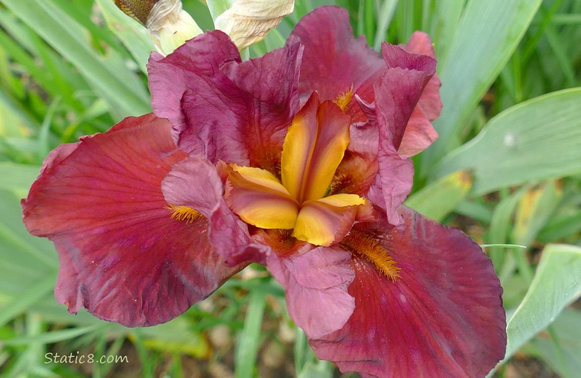 Looking down at a red Iris bloom