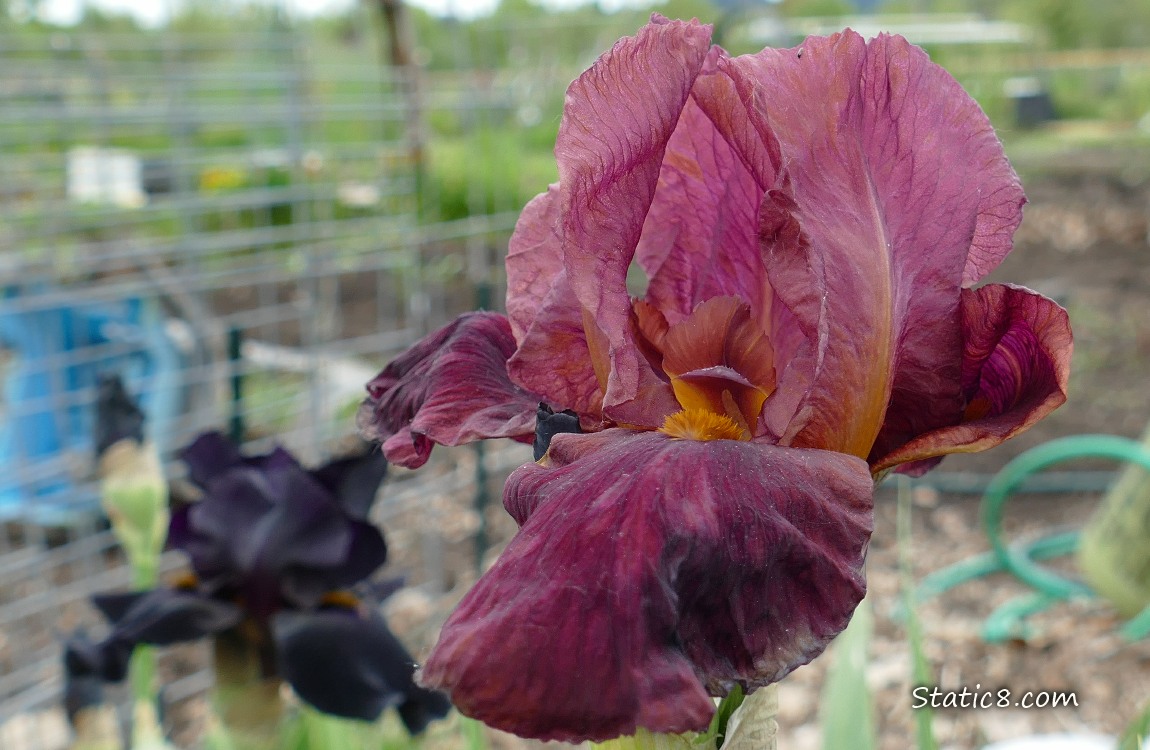 Iris blooms of red and black