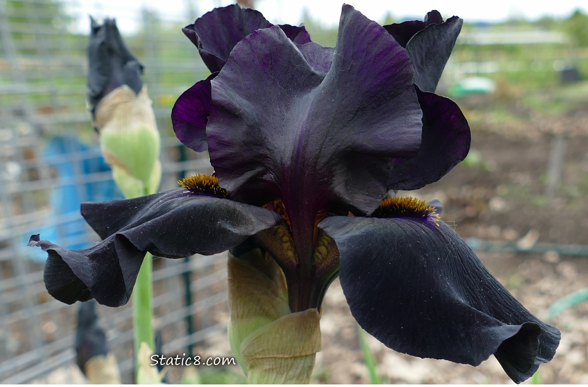 Black Iris blooms