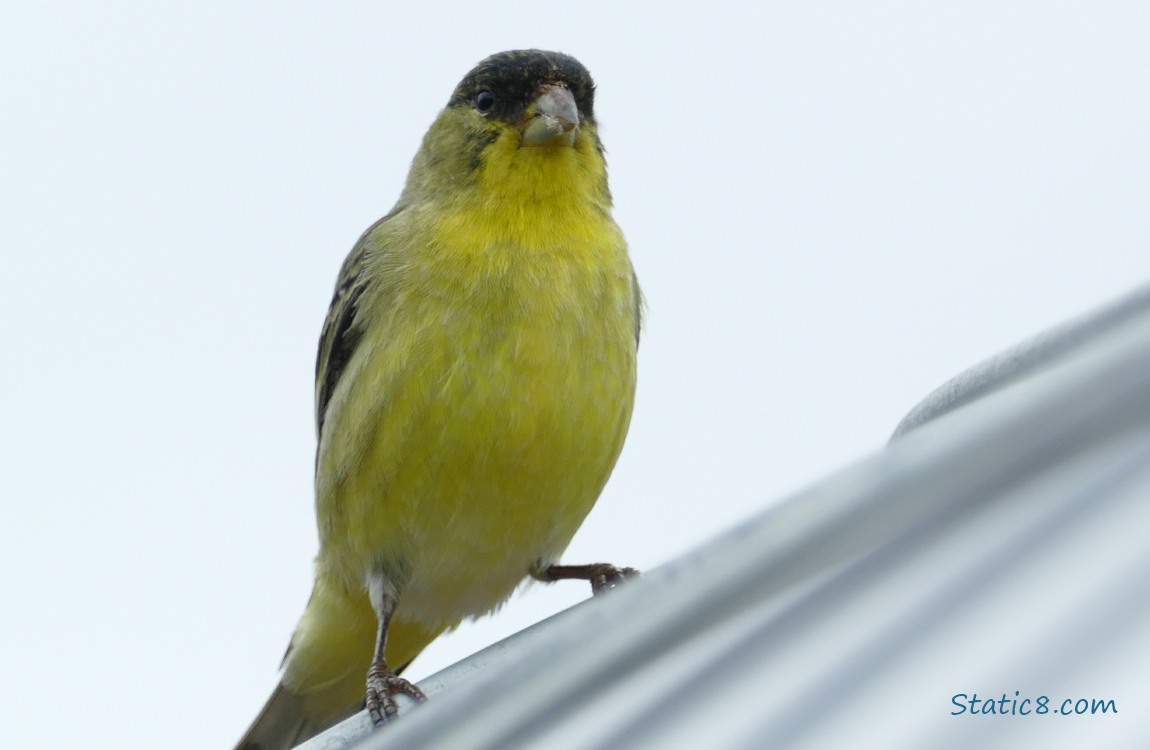 Lesser Goldfinch stanidng on a wire trellis, grey sky behind