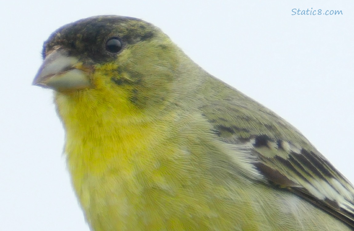 Close up of a Lesser Goldfinch, grey sky behind