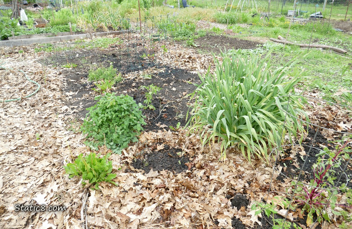 garden plot